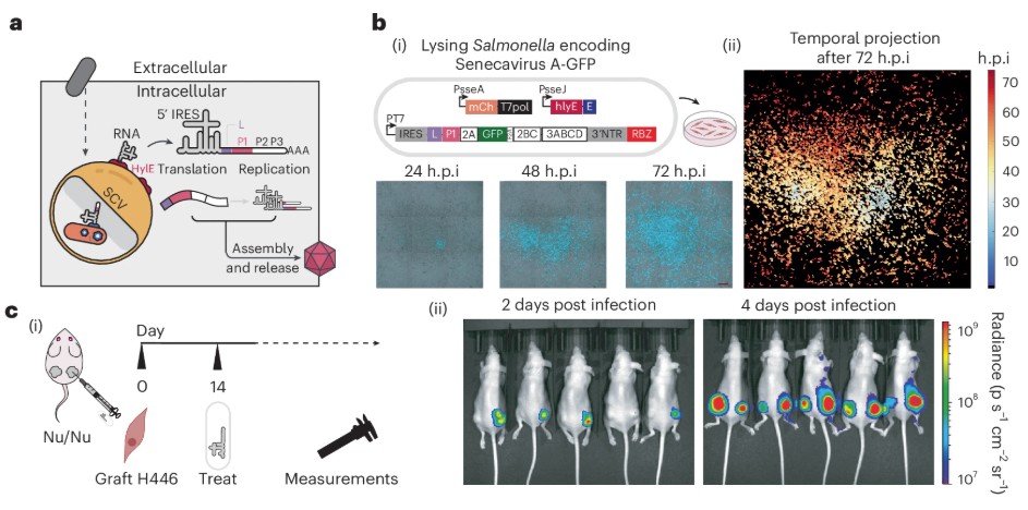 Zeitraffer-Aufnahme: Von Bakterien freigesetzt, breitet sich das Virus in leuchtenden Farben kreisförmig über die Krebszellen aus. © Danino Lab