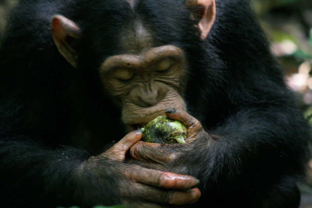 Dominy-Apes-Scrumping-IMG_1492