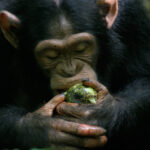 Dominy-Apes-Scrumping-IMG_1492