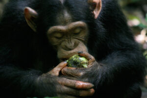 Dominy-Apes-Scrumping-IMG_1492