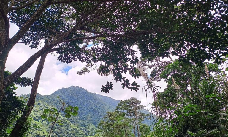 Biodiversität bringt Bäume auf Wachstumskurs