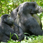 Gorillas brechen mit Klischees zur Geschlechterhierarchie