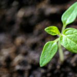 Wie Mikrobiome unser Lebensmittelsystem retten könnten