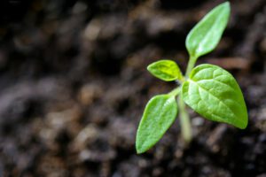 Wie Mikrobiome unser Lebensmittelsystem retten könnten