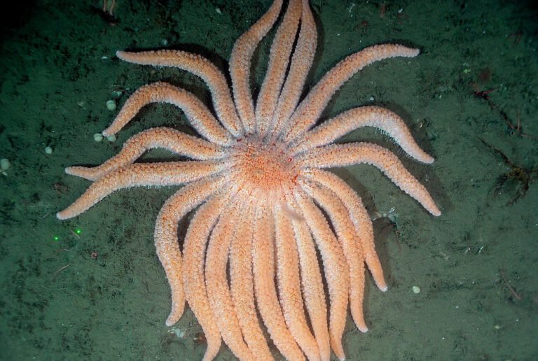 Mysteriöses Sterben gelöst: Bakterien lassen Seesterne zerfallen