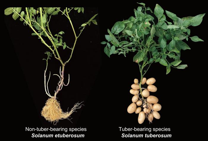 Links eine tomatenähnliche Wildpflanze ohne Knolle, rechts ihre Nachfahrin mit Knolle: Aus dieser Kreuzung entstand die heutige Kartoffel. © Yuxin Jia and Pei Wang