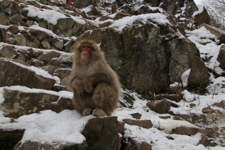 Primaten kamen aus der Kälte – nicht aus dem Dschungel