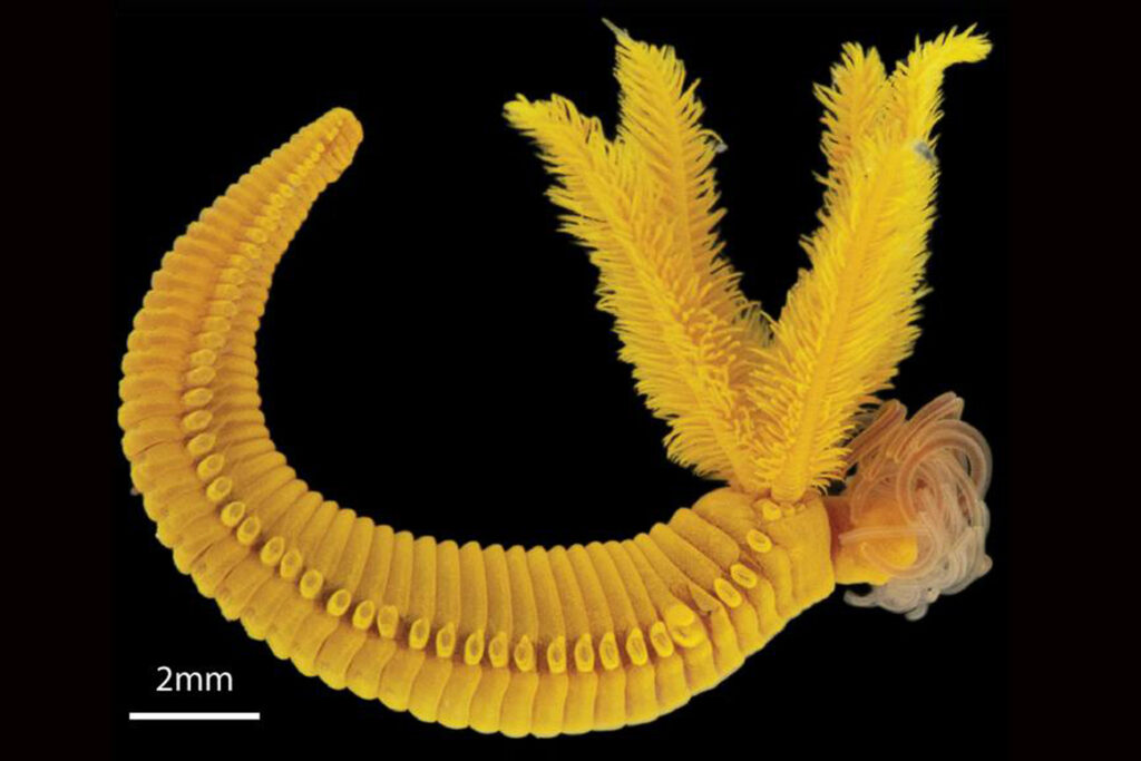 Der Tiefseewurm Paralvinella hessleri fällt durch seine leuchtend gelbe Färbung auf – eine Folge seines besonderen Entgiftungsmechanismus. © Wang H, et al., 2025, PLOS Biology, CC-BY 4.0