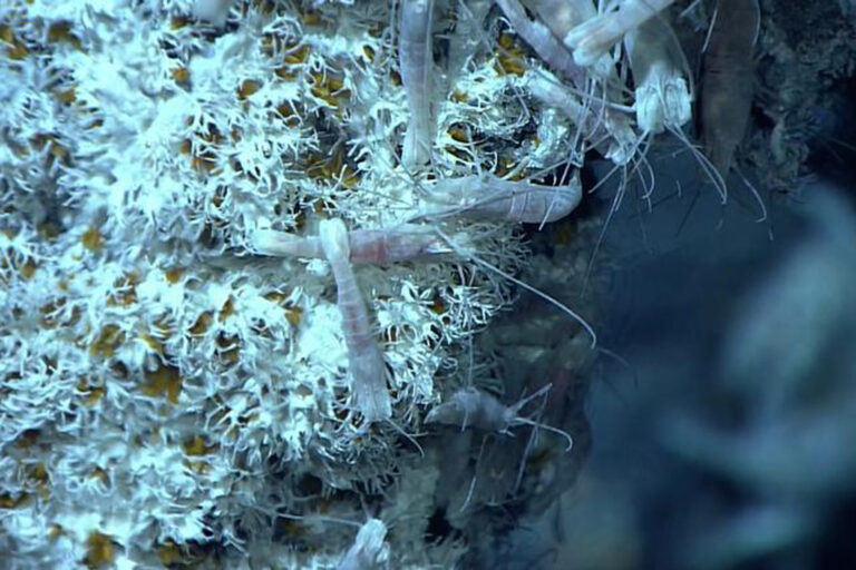 Tiefseewurm besteht zu 1 % aus Arsen – und überlebt mit Gifttrick