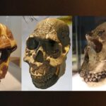 Drei menschliche Vorfahren im Vergleich: Australopithecus afarensis, Homo rudolfensis und Homo ergaster – mit Darstellung ihrer unterschiedlichen Zähne und möglicher Nahrung.