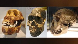 Drei menschliche Vorfahren im Vergleich: Australopithecus afarensis, Homo rudolfensis und Homo ergaster – mit Darstellung ihrer unterschiedlichen Zähne und möglicher Nahrung.
