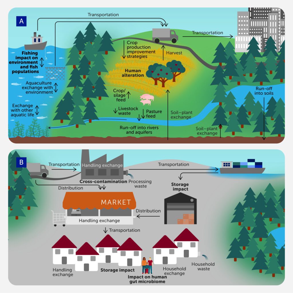 Die Abbildung zeigt, wie Mikrobiome im Lebensmittelsystem miteinander verknüpft sind – von Anbau, Tierhaltung und Gewässern bis hin zu Verarbeitung, Handel, Lagerung und dem Umgang mit Lebensmitteln zu Hause. Mikroben begleiten unsere Nahrung entlang der gesamten Lieferkette – und beeinflussen dabei Qualität, Haltbarkeit und Gesundheit. © Frontiers in Science