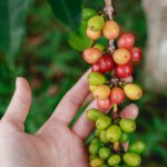 Eingeschleppte Fliege stört Ameisen – Gefahr für den Kaffeeanbau