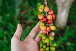 Eingeschleppte Fliege stört Ameisen – Gefahr für den Kaffeeanbau