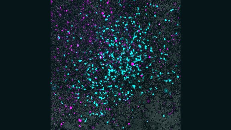 Allianz aus Bakterien und Viren lässt Krebs verschwinden