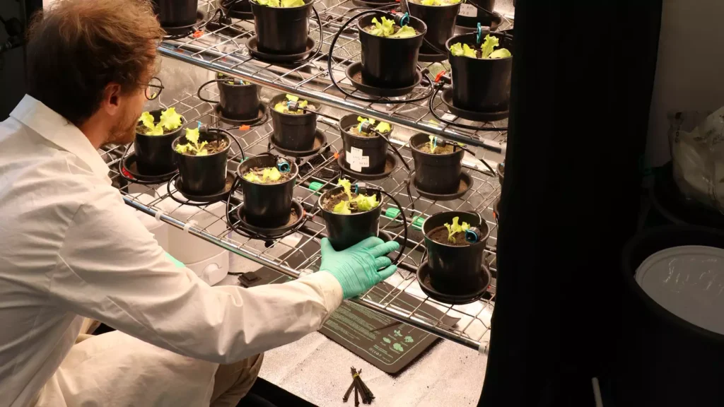 Mikrobiologe Charles Uhlmann testet die Wirkung verschiedener Humify-Produkte in Kombination mit biostimulierenden Bakterien auf Salat. So lassen sich mögliche Synergieeffekte auf Ertrag und Kohlenstoffanreicherung im Boden untersuchen. © HUMIFY