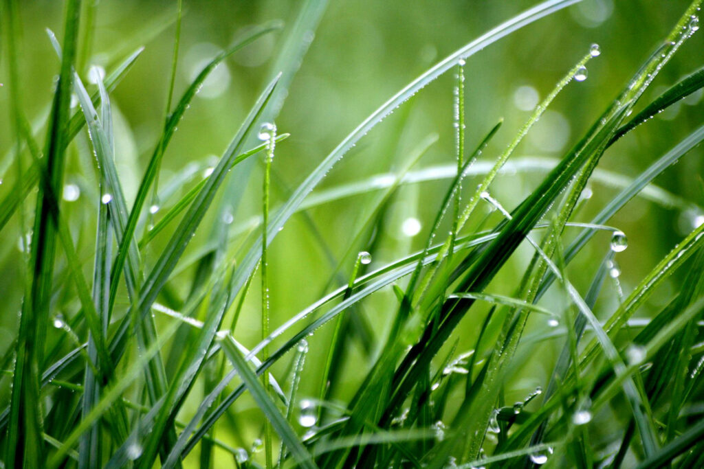 Gräser verschwenden, Bäume sparen Wasser – aus gutem Grund