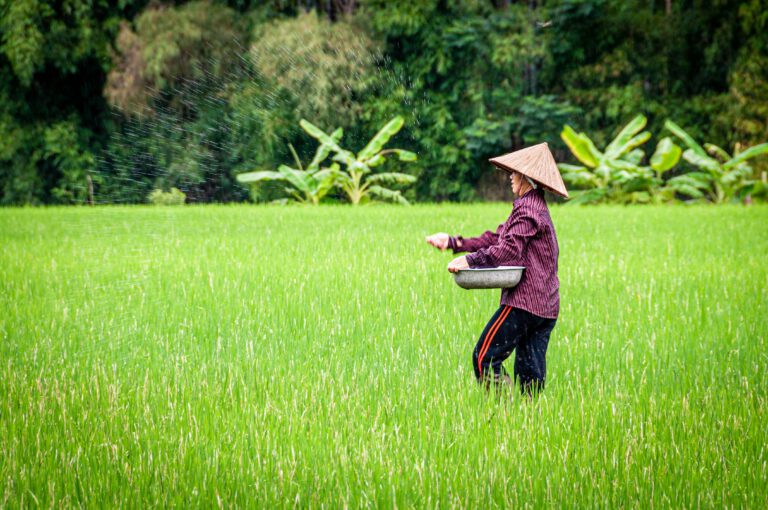 Erhöhte Arsen-Werte im Reis durch Klimawandel