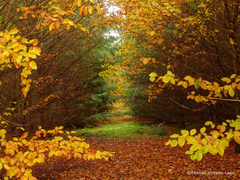 Studie: Artenvielfalt schützt Wälder nicht bei Dürre