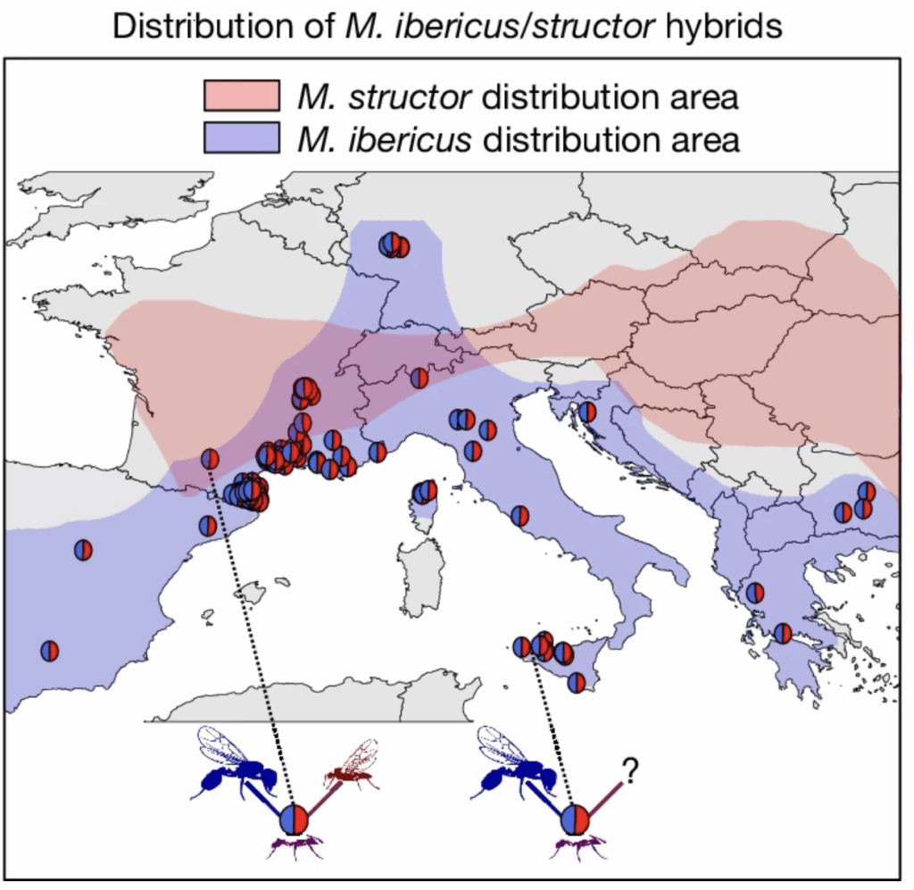 Fundorte der 164 untersuchten Hybrid-Arbeiterinnen. Die Forscher markierten die Gebiete, in denen normalerweise beide Elternarten vorkommen, sowie Regionen, in denen Messor ibericus auch ohne Messor structor lebt. Dort tauchten trotzdem Hybride auf – gekennzeichnet durch ein Symbol mit einem Fragezeichen beim Vater. © Studie