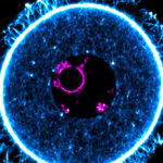 Eizellen bleiben im Ruhezustand – dank eines Proteins