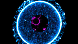 Eizellen bleiben im Ruhezustand – dank eines Proteins