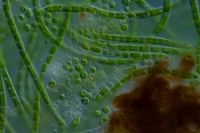 Natürlicher Ölabbau: Diese Bakterien zersetzen Altöl