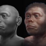Homo floresiensis: Echte Hobbits mit Mini-Gehirnen waren schlau