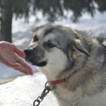 Hunde riechen Angst – aber reagieren völlig anders als gedacht