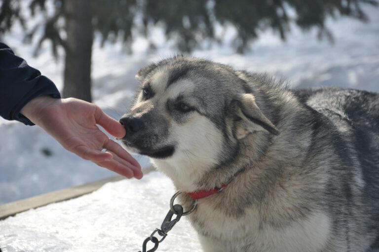 Hunde riechen Angst – aber reagieren völlig anders als gedacht