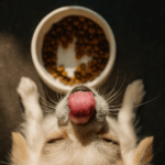 Veganes Hundefutter im Test: Viele Produkte enttäuschen