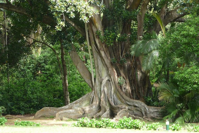 Cambridge-Studie: Klimawandel macht Amazonas-Bäume riesig