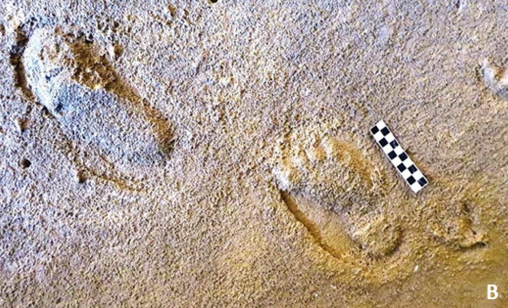 Fossile Fußabdrücke von Nahoon Point, neben ihnen sind auch Spuren von Vögeln erkennbar. © Studie