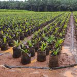 Kosmetik aus Abgasen: CO2 könnte Palmöl überflüssig machen
