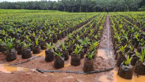 Kosmetik aus Abgasen: CO2 könnte Palmöl überflüssig machen