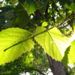 Künstliche Photosynthese – Sonnenlicht wird zu Treibstoff