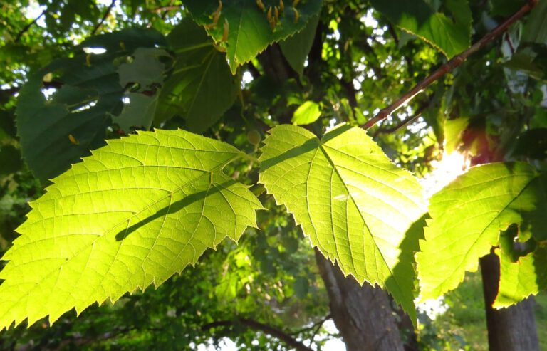 Künstliche Photosynthese – Sonnenlicht wird zu Treibstoff