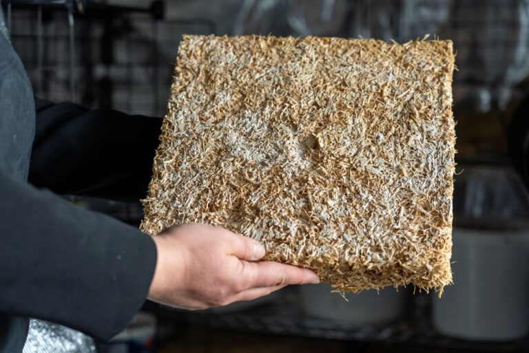 Pilze statt Styropor: Wärmedämmung spart Geld und CO2