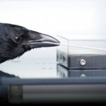 Krähen lernen Umgang mit Werkzeug – und verblüffen Forscher