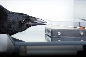 Krähen lernen Umgang mit Werkzeug – und verblüffen Forscher