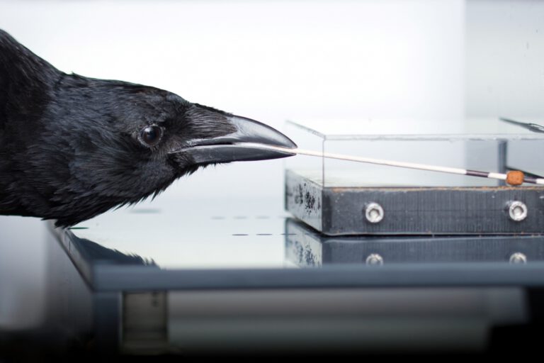 Krähen lernen Umgang mit Werkzeug – und verblüffen Forscher