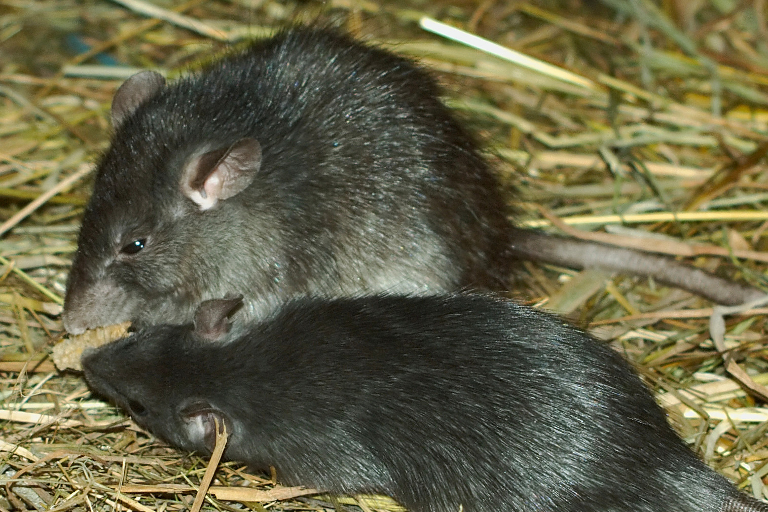Ratten der Art Rattus rattus können gefährliche zoonotische Krankheitserreger wie Leptospira interrogans(Leptospirose), Streptobacillus moniliformis (Rattenbissfieber), Seoul-Orthohantavirus und das Ratten-Hepatitis-E-Virus übertragen. © Kilessan via Wikimedia unter CC BY-SA 3.0
