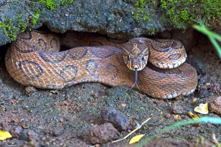 Klimawandel lässt Schlangenbisse explodieren