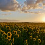 Wachstums-Schalter macht Pflanzen klimaresistenter