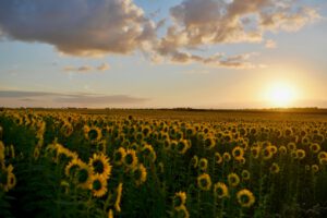 Wachstums-Schalter macht Pflanzen klimaresistenter