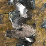 Vogelgrippe in der Antarktis: Enge Kolonien werden zum Risiko