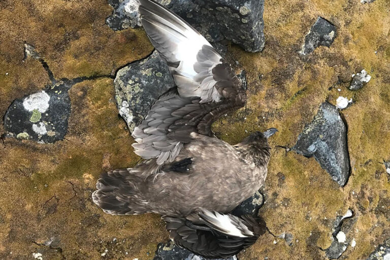 Vogelgrippe in der Antarktis: Enge Kolonien werden zum Risiko