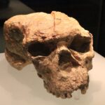 Yunxian-Schädel: Homo sapiens ist viel älter als gedacht