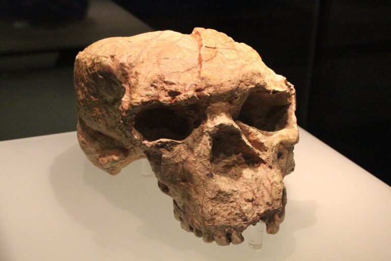 Yunxian-Schädel: Homo sapiens ist viel älter als gedacht