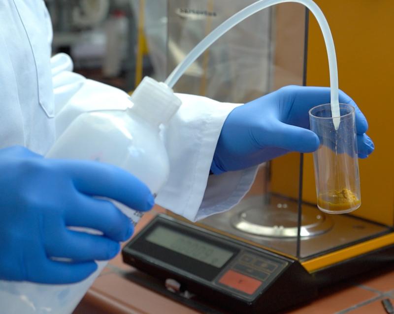 Curcumin wird gelöst, um es im Fütterungsexperiment einzusetzen. © Jessica Reuther
